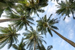 palm-trees-3058728_1280
